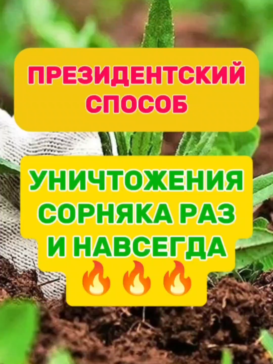 Президентский способ уничтожения сорняков! #огород #дача #сад 