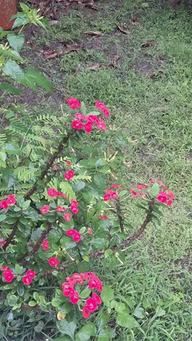 #rain #guadeloupe #Dominica767 #Dominica #lapli #dimanche #dimanchesouslapluie #ilfaitfroid 