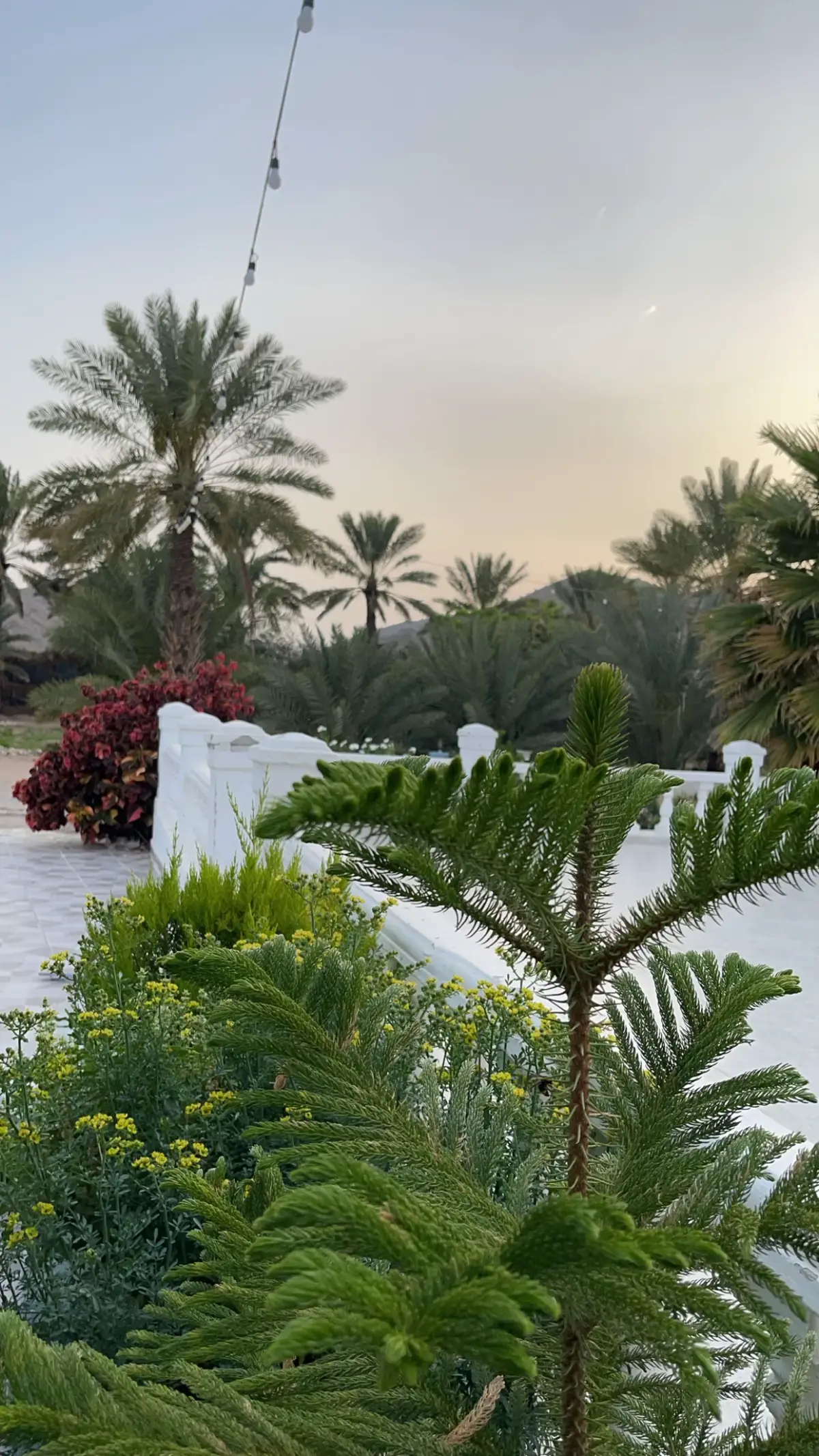 #مزرعة_النخيل #foryou #اصوات_الطبيعه #explore #استراحات_الطايف #مزرعة_النخيل_للأجار_اليومي #سبحان_الله #اكسبلورexplore #الشعب_الصيني_ماله_حل😂😂 #صيف 