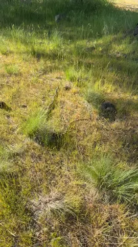 What kind of snake is this? Eastern wa Spokane Washington 