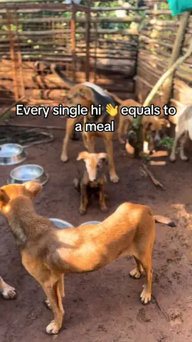 Please help with anything you can, Even 1$ helps #dogs #doglovers #dogsoftiktok #rescuedogs #fyp #fypp 