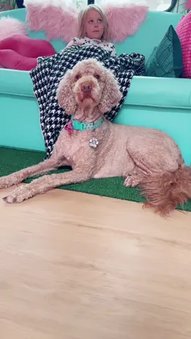 Oh hey Barbs….#goldendoodle #barbiegirl #glamping #camper #theskippergoesglamping #camping #camper #pink #pinkparadise #barbiecore #girlmom #girl #fyp #foryourpage #glampingnotcamping #glampinglife 