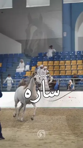افخم شيلة باسم ساره 2025 - شيلة مدح باسم ساره اداء فهد العلي  #افخم #شيلة #باسم #ساره #شيلة #مدح #ساره #2025 