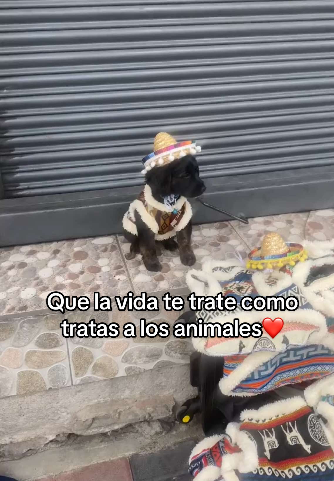 Perrito chambeador 🥺❤️🐶en calderon me enamoré del modelo #perritos #ecuador #calderonquito #comparte #amoralosperritos #ropitaparaperritos @Marcos Otavalo Ⓜ️ 