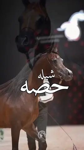 افخم شيلة باسم حصه 2025 - شيلة مدح باسم حصه اداء عبدالله البرازي  #افخم #شيلة #باسم #حصه #شيلة #مدح #حصه #2025 