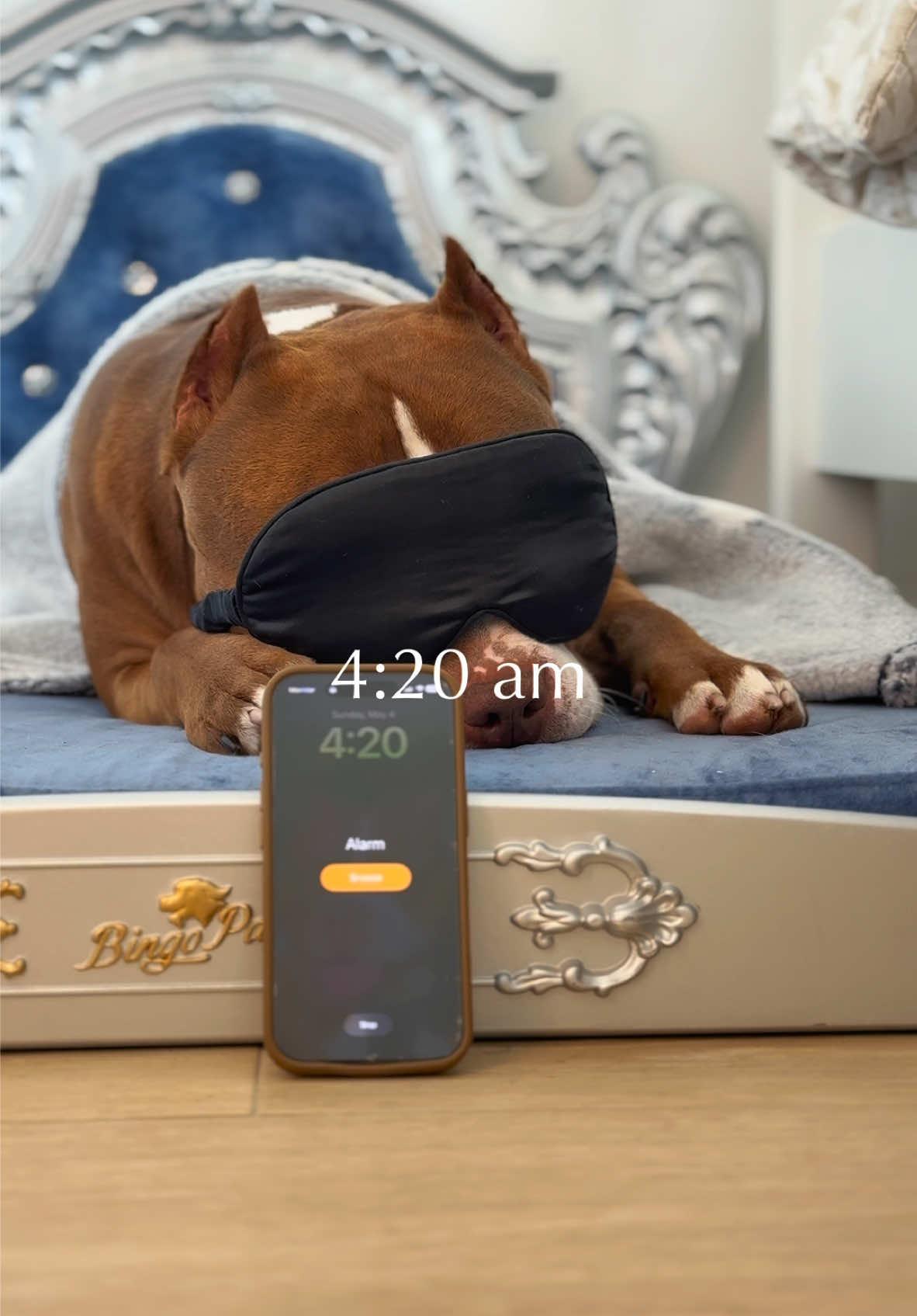 Successful Dog Morning Routine 