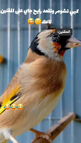 #الحسون_الحسونة #الحسونه #😂😂😂😂😂😂 #الشعب_الصيني_ماله_حل😂😂 #المقنين_زين🌷🎀😂 #الجان #المقنين #2025 #الشارمار 