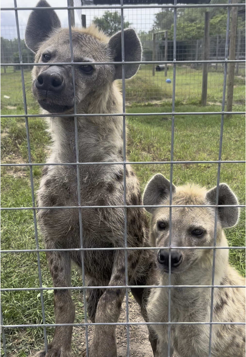 Two boys have my heart  #hyena #spottedhyena #loveofmylife #soundon #moo #zoo #zoolife #zookeeper 