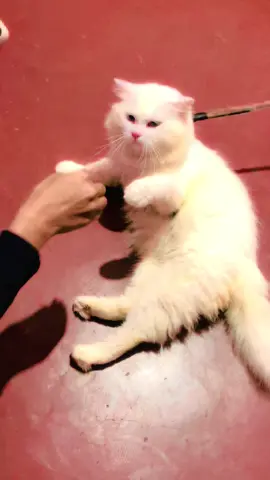 #viral #kuwait #onemillionaudition #srilanka #goviral #worldwide shiro's play time