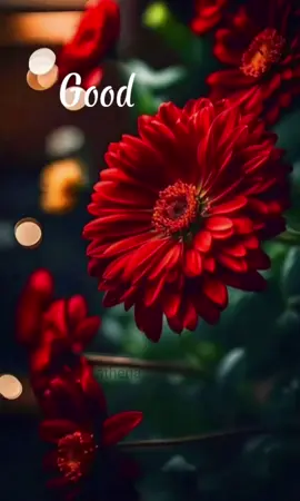 Good morning#goodvibes #morningvibes #heppyness #vibes #kaalaivanakkam🙏 #Love #tamilsong2lyrics #cupcut #thalapathyfan #puspam04 #goodmorning #goodnight #tamilbgm #90stamilsongs #fly #tamilsongsstatus #fybシ #tamil_music_songs #beyourself #foryoupage 