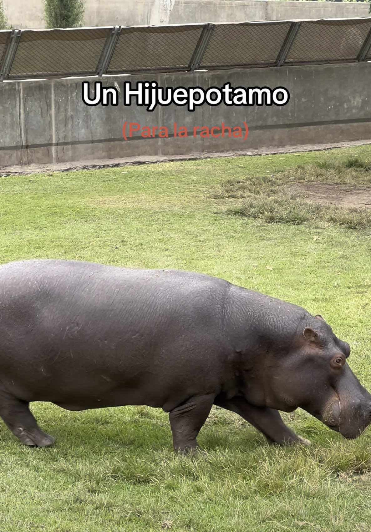 Ahí está el hijuepotamo 🤣 #hijuepotamo #pinguinosmelavanamascar #parquedelasleyendas