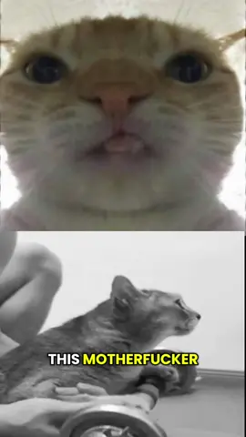 gymcat1 #gymcat1 #fyp #gym #motivation #cat 