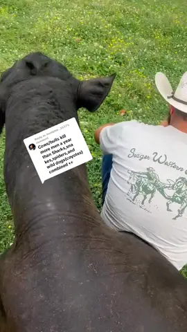 Replying to @memphis._5537 absolutely ferocious #bull #cow #cattle #livestock #cowtok #western #ranch #cowboy #beefcattle 