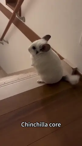 Chinchilla core #fyp #funny #cute #chinchilla #chinchillasoftiktok #chinchillas #foryou 