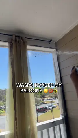 Wasps invaded my balcony!! But I FINALLY got rid of them 🙌🏾🐝 Here’s how!  How to get rid of wasps #wasps #waspnest #carpenterbees #yellowjackets #hornets #waspremoval #pest #pestcontrol #pests #outdoorlife #exterminator #bugrepellent  Wasp deterrent outdoor  Do wasps recognize faces Wasp vs bees  How to keep wasps away from porch  Wasp deterrent DIY Wasp removal at home Wasp repellent home remedy Wasp spray at home Wasp nest 