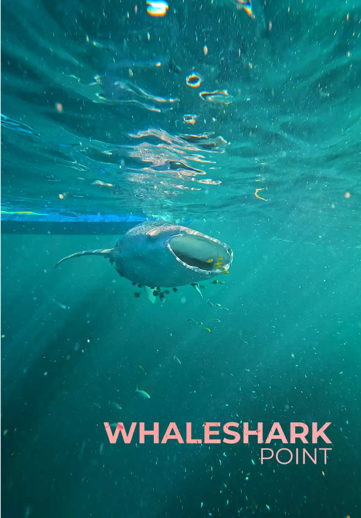 Escape sebentar yuk… 29 Mei – 1 Juni 2025 Kita snorkeling bareng whale shark, island hopping di Derawan, Maratua, Kakaban, Sanggalaki dan menyelam di danau sebening kaca: Labuan Cermin. Air laut biru toska, pasir putih, vibes tropis yang nggak bisa dilupain. Cuma ada 4 slot buat yang siap healing bareng! Let’s go? DM @derawantrip atau WA ke 0821-2121-7475 Surga tropis nungguin kamu #derawantrip #neverstoptraveling #travels #fyp 