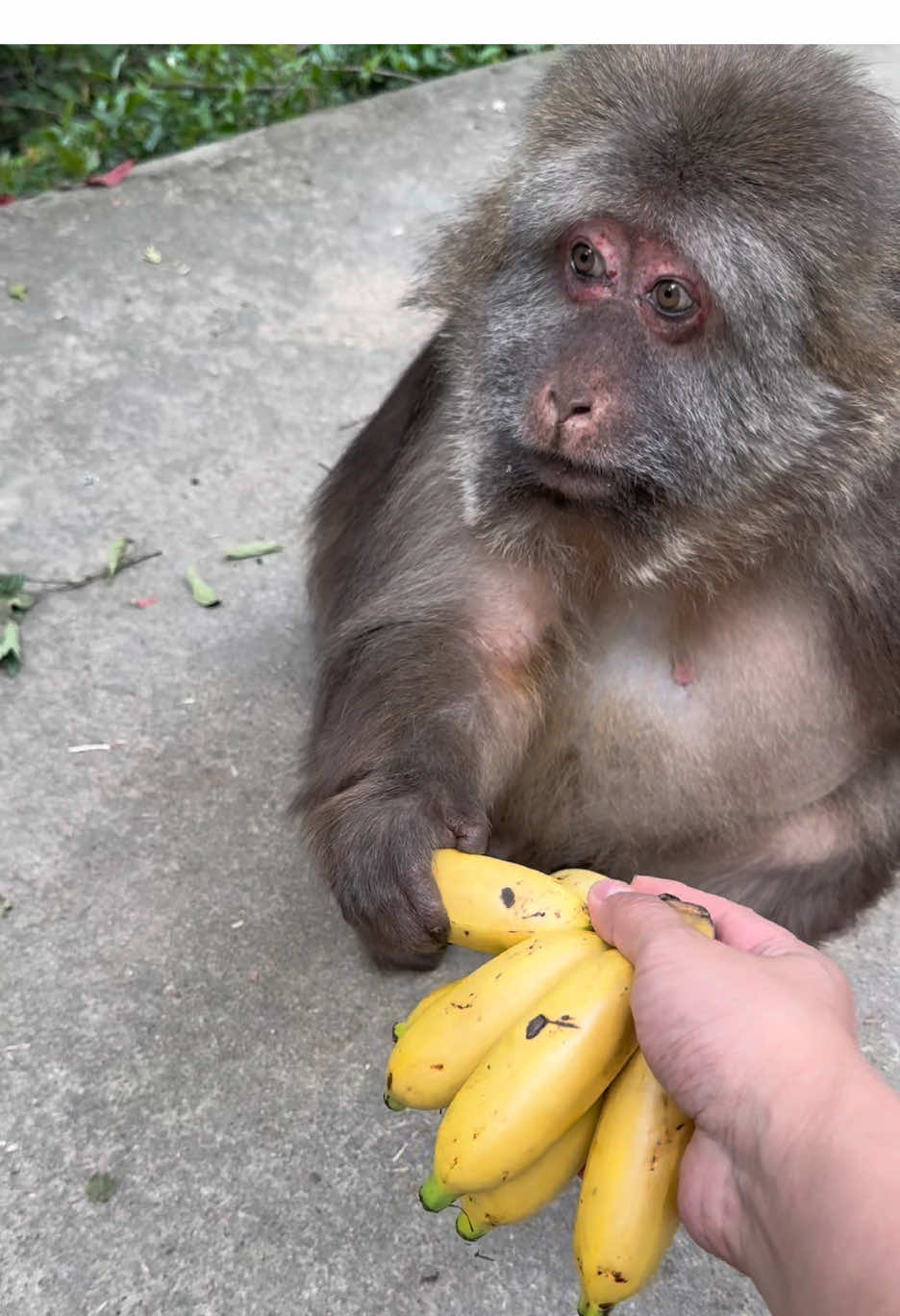 What is Xingxing looking at? #monkey #monkey #xingxing #cute #lovely 
