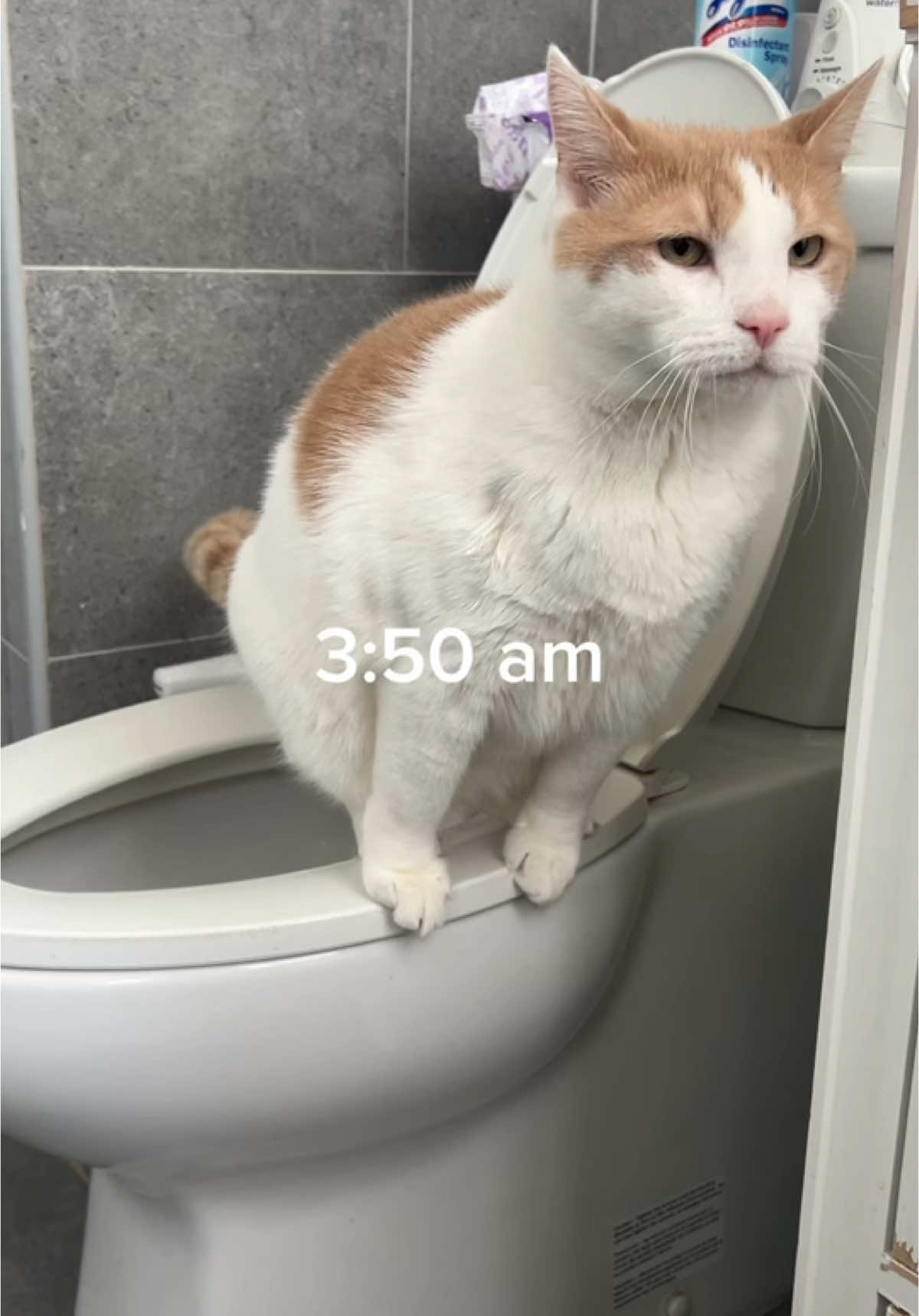 Day in the life of a potty trained cat - Lazy Sunday edition 😸