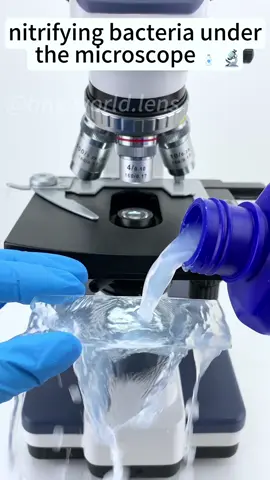 Nitrifying bacteria under 400X is just wild! #microscope #usa_tiktok #foryoupage 