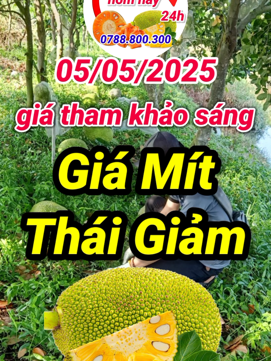 giá mít thái hôm nay 05/05/2025 #giamithomnay #giamithai #giamitthaihomnay #giamitthaimoinhat 