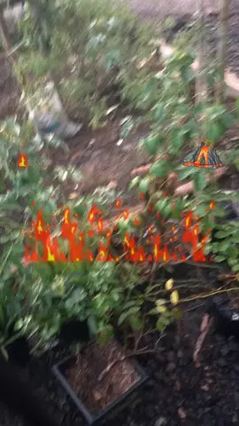 apa iya