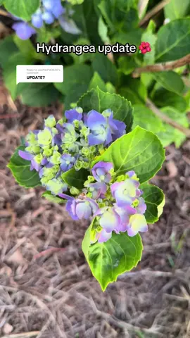 Replying to @user862163830 the birds are a paid actor. #hydrangeas #hydrangeaseason #coastalgrandmother #coastalliving #grandmillenial 
