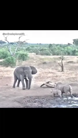 #elephant #fight #rahino #goat #lion #fy #foryoupage #viral 