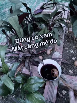 Chăm sóc cây ngãi cho ăn gì #Cauphong #tamlinh #chuyentamlinh #buangai #caycanh #phongthuy 