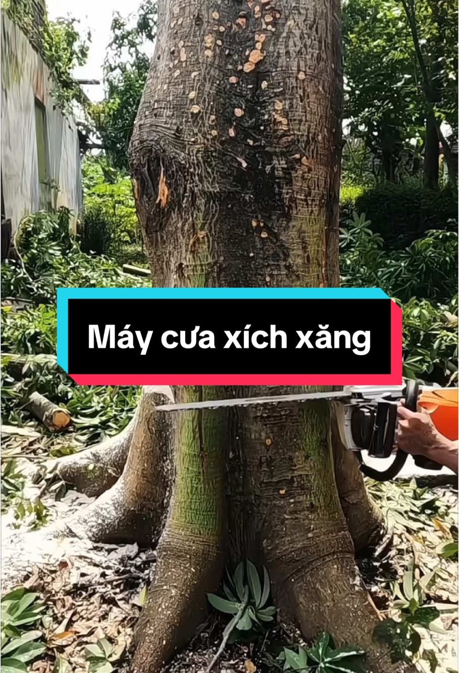 Máy cưa xích xăng mini KAVANI sử dụng gia gia đình. #GamingOnTikTok #giadinhviet #giadungtienich #dogiadunhthongminh #maycuaxich #maycuaxichchayxang #maycua #maycuaxichxang #xuhuong 