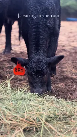 I love this little guy so much