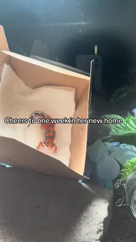 #fyp #leopardgecko #reptilekeeper #reptilesoftiktok 