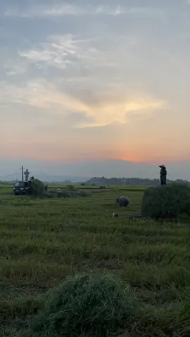 Ở quê có cái gì đó thật Yên bình ❤️#vietnam #xuhuong