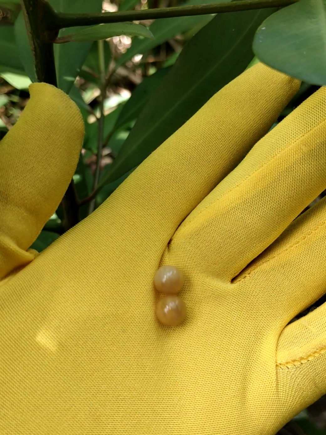 geliga harimau putih permohonan lihat semua video dan baca khasiatnya untuk lebih detail ws tok ye 0173419384 atau tekan link ws di bio #pemburumistik 