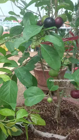 Hồng Quân Thái Lan  #cây_giống_hồng_quân_thái #cây_hồng_quân_thái  #hồng_quân_thái 