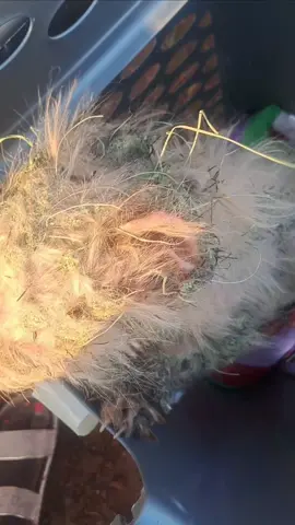 This poor pup was found walking around the airways area in Utawala.  His whole body was covered in sticky grass pollen that was pulling on his skin, and had sealed one side of his mouth shut. We have been working yo bring him back to good health, but it will take time. #rescuepuppies  #animalsoftiktok  #animalwelfare  #rescueshelterprotect 
