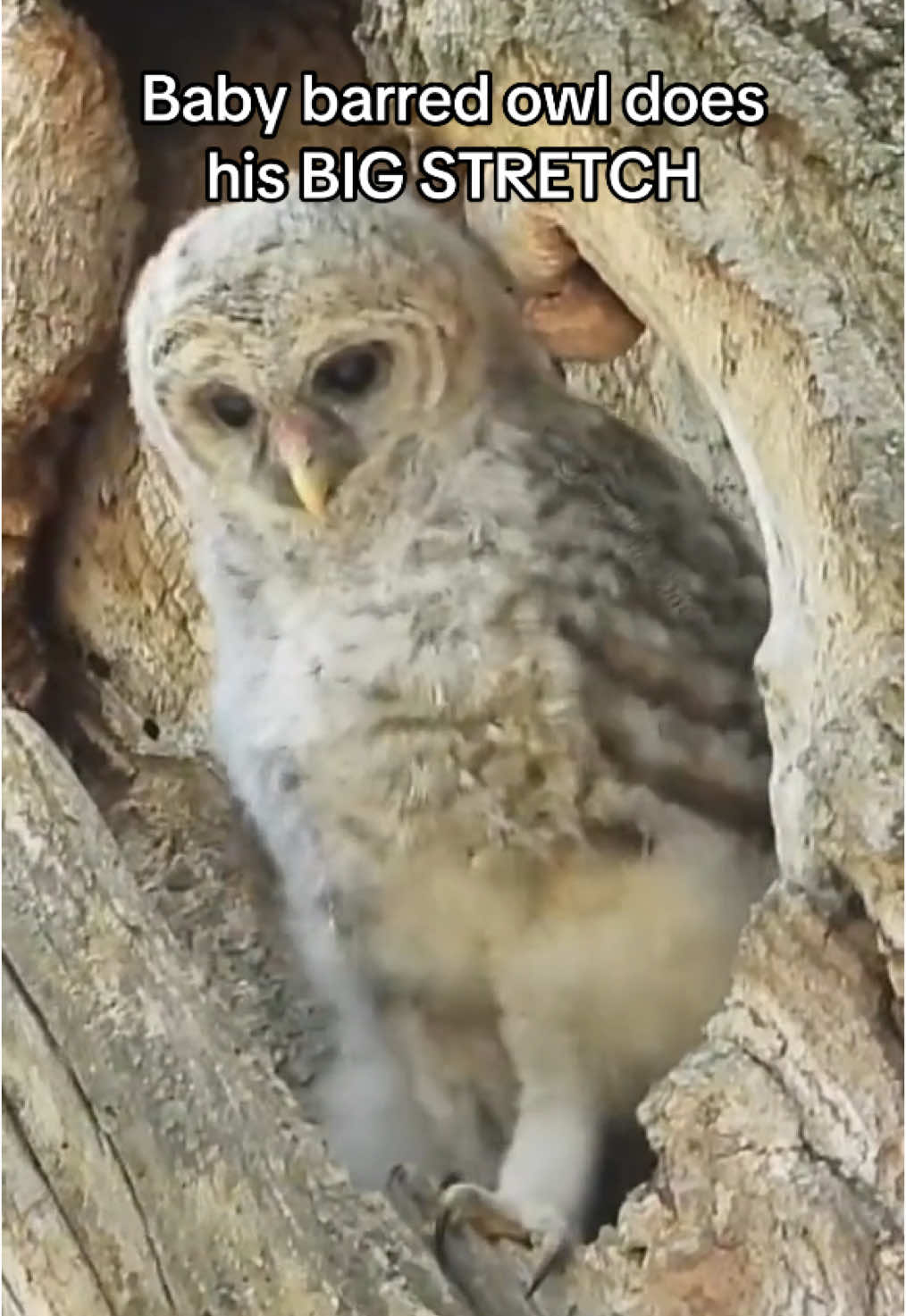 Baby barred owl does his big stretch! #babyowl #barredowl #wholesome 