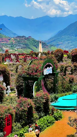 Vườn hoa hồng sân ga cáp treo Fansipan nở rộ #anhhuongdansapa #sapa #xuhuong #canhdepsapa #fansipan 