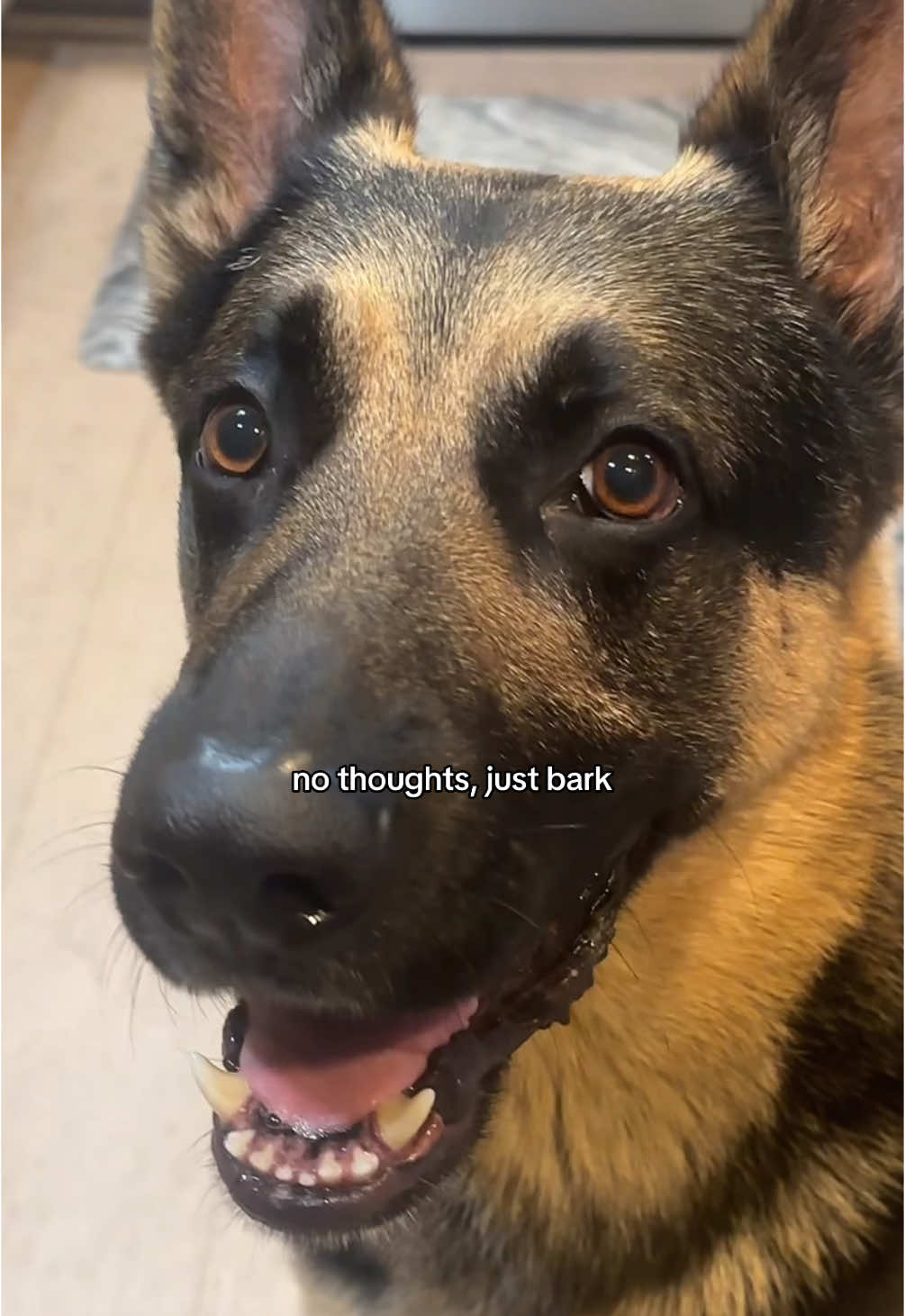 pretty little baby! #fyp #thor #germanshepherd he’s smiling🥹