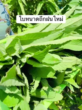 ใบหนาด ขนาด 300 กรัม เก็บใหม่ตามออเดอร์ พร้อมส่งทุกวันนะคะ #เทรนด์วันนี้ #เปิดการมองเห็น #ครีเอเตอร์tiktok #สวนเพียงพอน้องออเดอร์ #บ้านเฮาอีสานฟู๊ด #ป้ายยาtiktok #ใบหนาด #สมุนไพร #สมุนไพรไทย #สมุนไพรพื้นบ้าน  @สวนเพียงพอ น้องออเดอร์  @สวนเพียงพอ น้องออเดอร์  @สวนเพียงพอ น้องออเดอร์ 