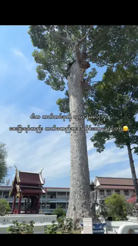 🗿🗿🗿🗿🗿🗿 #crd #foryou #livephoto #flop #viral #fypシ゚ #fypツ #xybca #fyp #စာတို #fyppppppppppppppppppppppp 