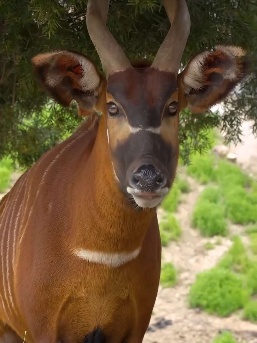 Bright-eyed bongos 👀 The bongo is a large, mostly nocturnal, forest-dwelling antelope, native to sub-Saharan Africa. Bongos are characterised by a striking reddish-brown coat, black and white markings, white-yellow stripes, and long slightly spiralled horns. It is the only tragelaphid in which both sexes have horns. Bongos have a complex social interaction and are found in African dense forest mosaics. They are the third-largest antelope in the world. #fyp #bongo #antelope #africa #wildanimals #safaripark #zoo #adventure #trends 