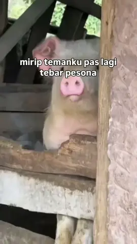 cie cie temen ku tebar pesona 🗿🗿