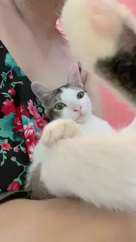 BALLerina kapucina bijirina kapucina 😭😭😭 #fyp #kucing 