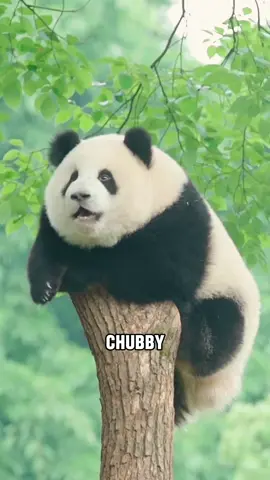 Red Panda And Giant Panda💕#Tiktok #foryou #animals #fyp #viral 