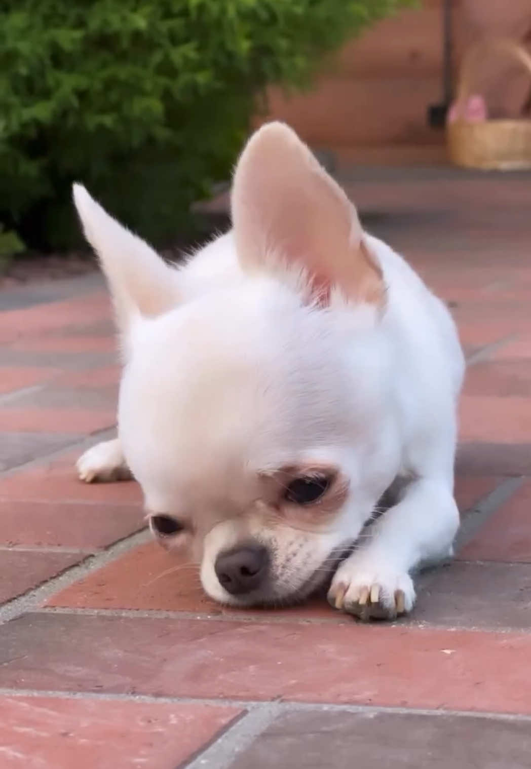 Featuring #puppy • shanyachihuahuanya  . . #chihuahua #chihuahuas #chihuahualove #puppy #puppies #chihuahualover