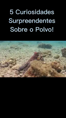 5 Curiosidades Surpreendentes Sobre o Polvo!   Você sabia que o polvo tem nove cérebros, três corações e ainda consegue escapar de aquários? 😱 Neste vídeo, você vai descobrir 5 curiosidades surpreendentes sobre o polvo que vão te deixar de queixo caído! Prepare-se para conhecer o lado mais bizarro e inteligente desse animal incrível do fundo do mar. 🌊 Se você curte fatos curiosos e ciência de um jeito rápido e direto, já deixa o like, comenta qual curiosidade mais te chocou e se inscreve no canal para mais conteúdos como esse! 🧠🐙  #Curiosidades #Polvo #MundoAnimal #AnimaisIncríveis #FatosSurpreendentes #Natureza #Ciência #InteligênciaAnimal #CuriosidadesDoMar #Oceanos #CuriosidadesRápidas #PolvoCurioso #AnimalInteligente