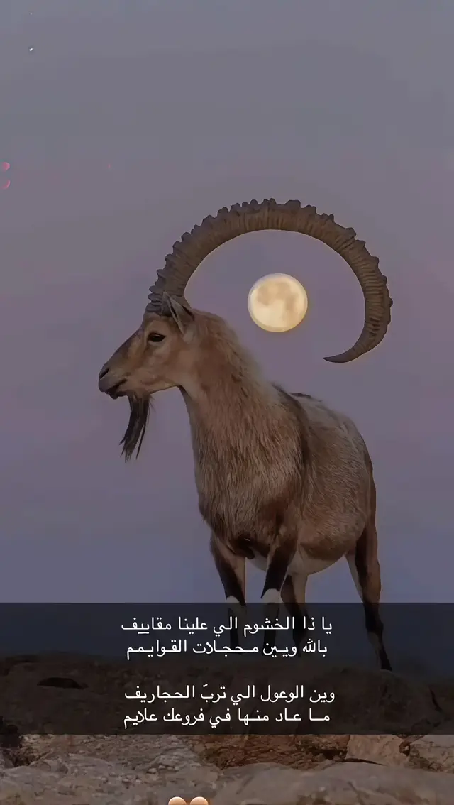 ماشاء الله#وعل #بدن #صيد #محميه #حمر_عين🐐 