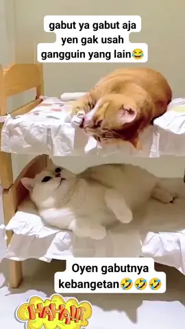 oyen gabutt nya kebangetan  #catlover 