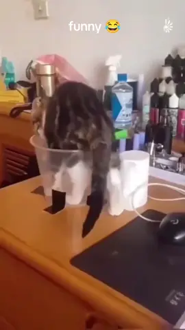 #foryou #babytiktok #cat 