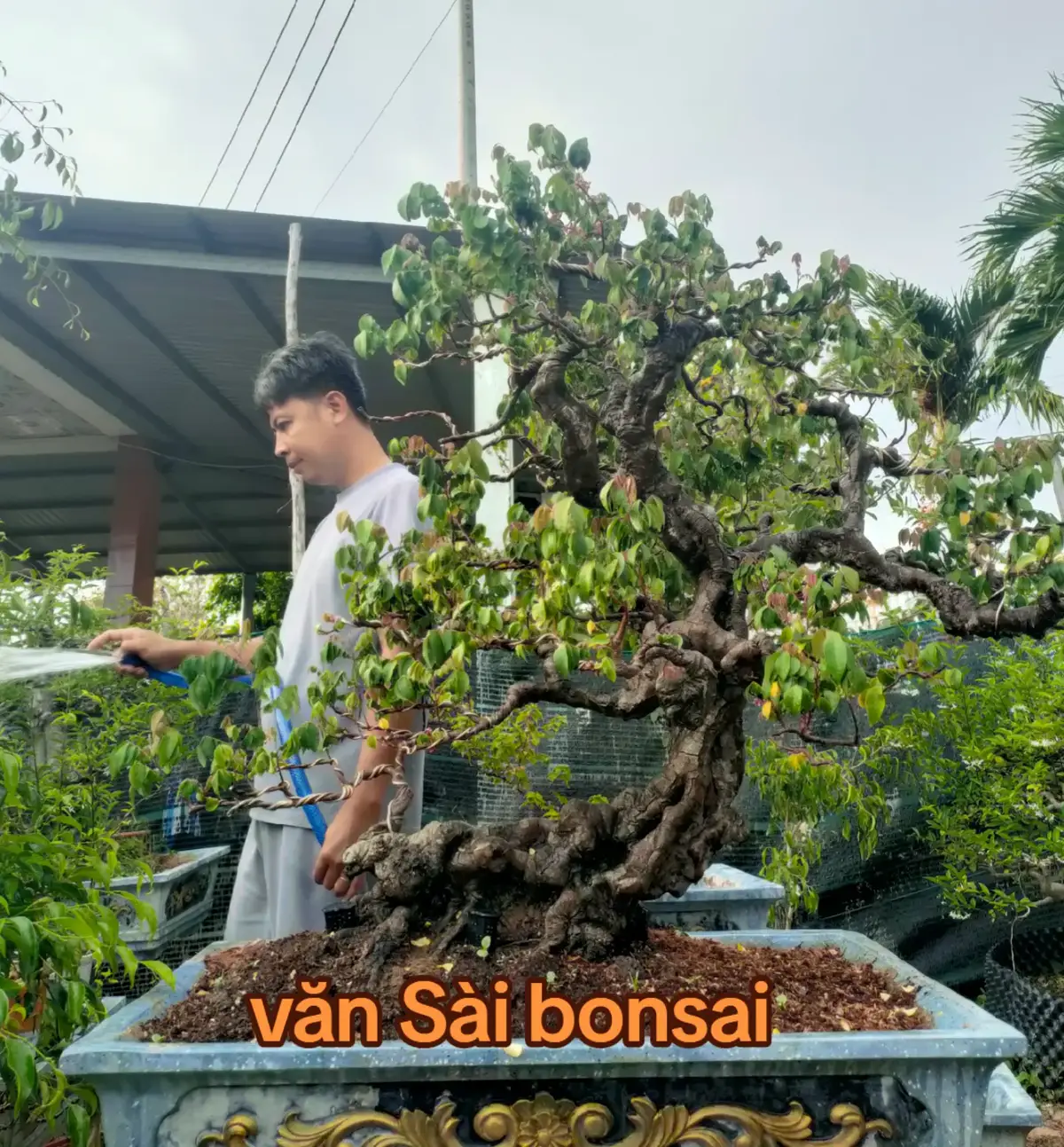 #văn_sài_bon_sai #khế_gân 